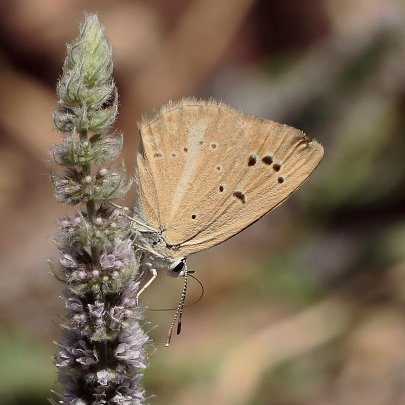 Polyommatus demavendi