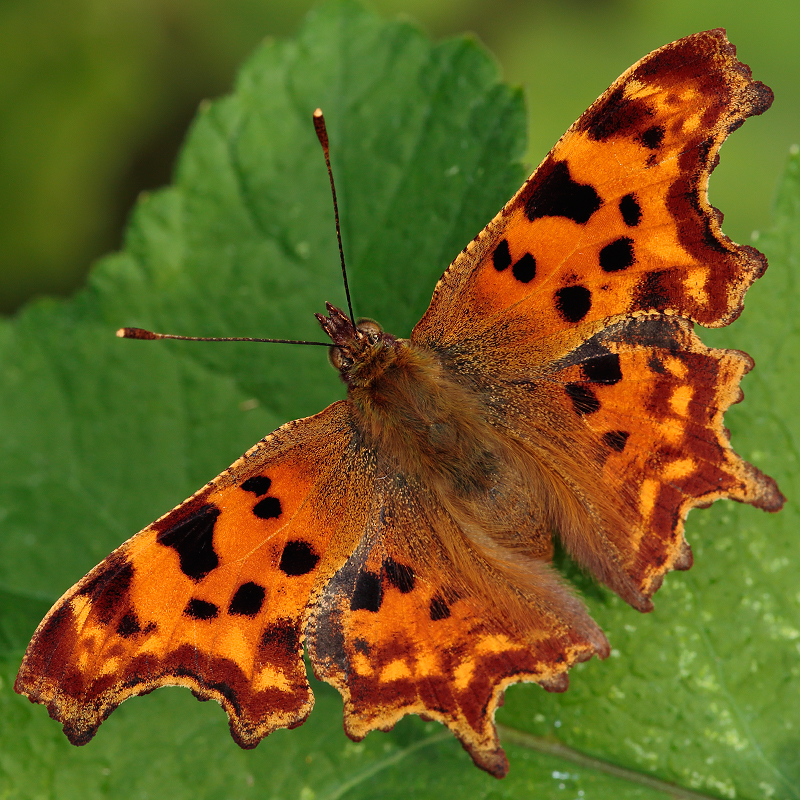 Polygonia c-album