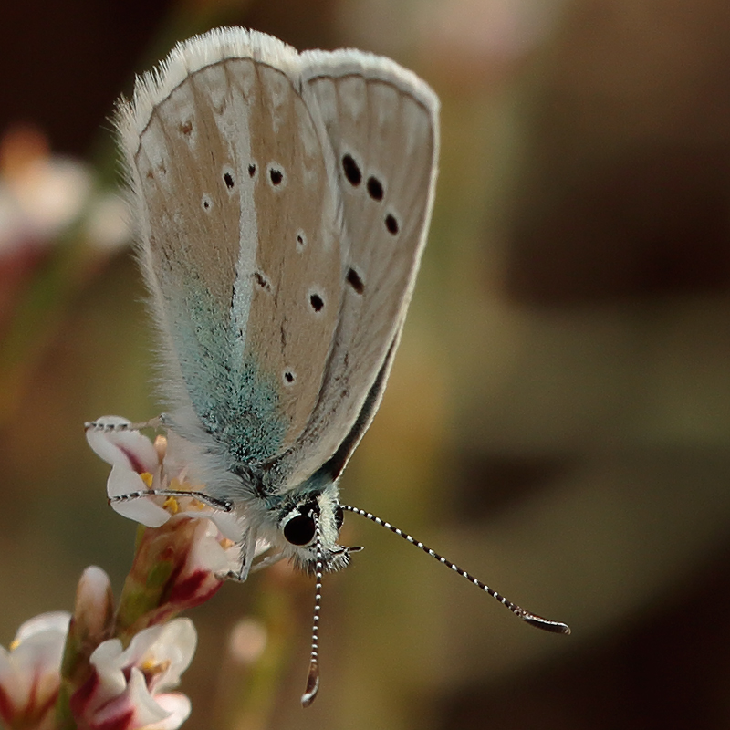 Polyommatus vanensis