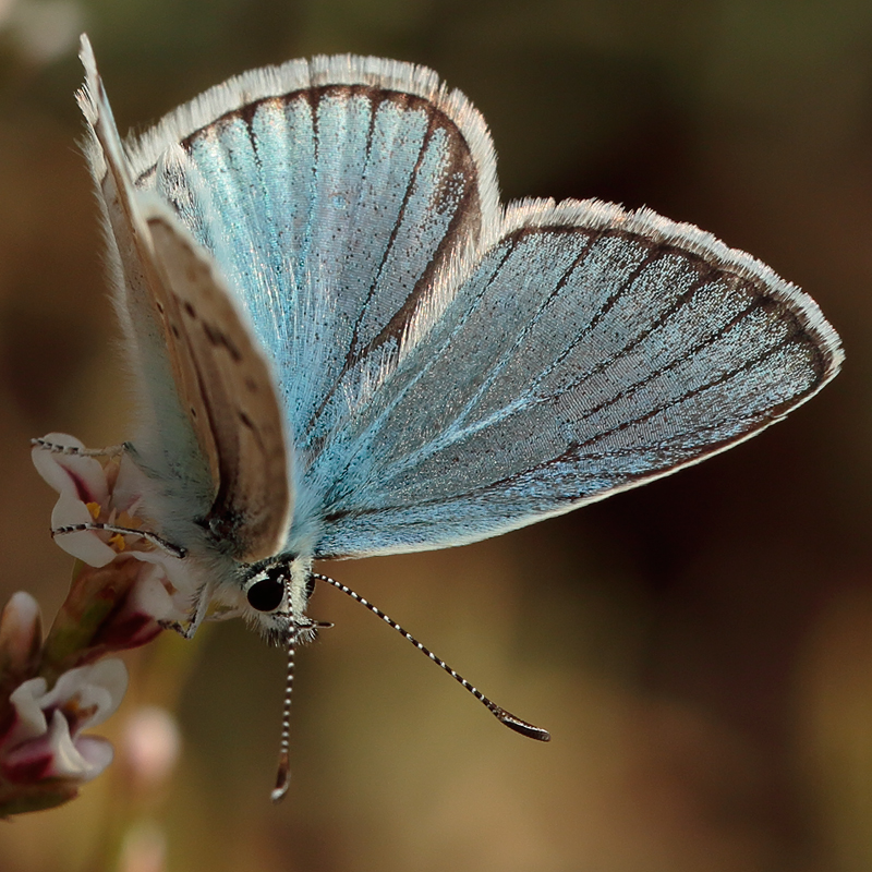 Polyommatus vanensis