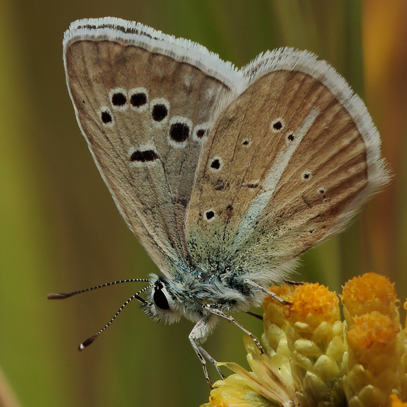 Polyommatus turcicolus