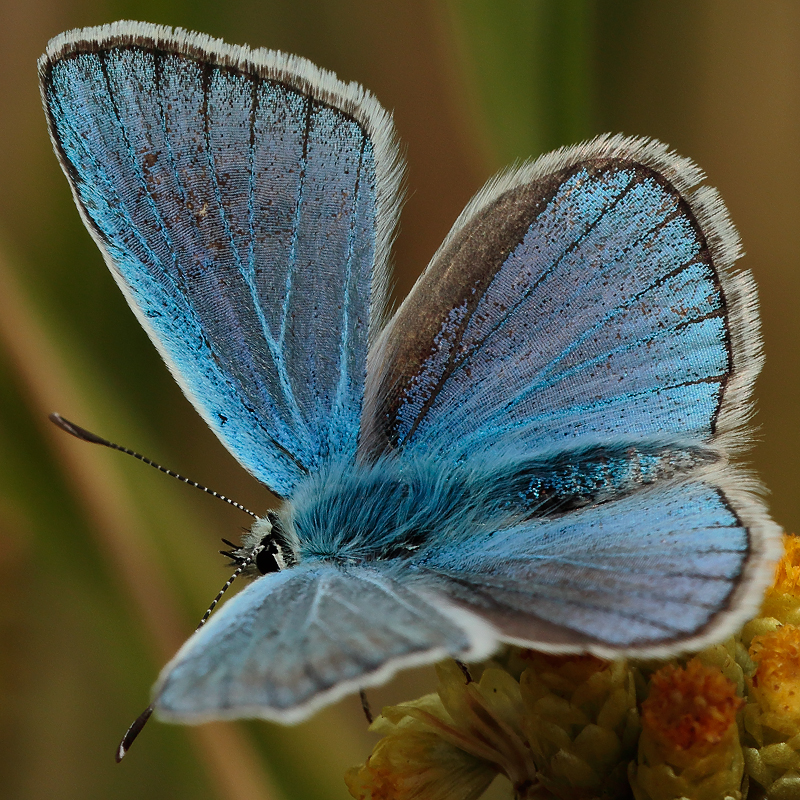 Polyommatus turcicolus