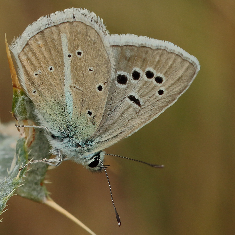 Polyommatus turcicolus