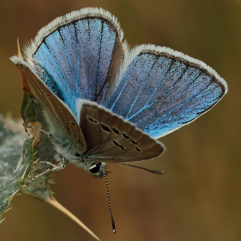 Polyommatus turcicolus