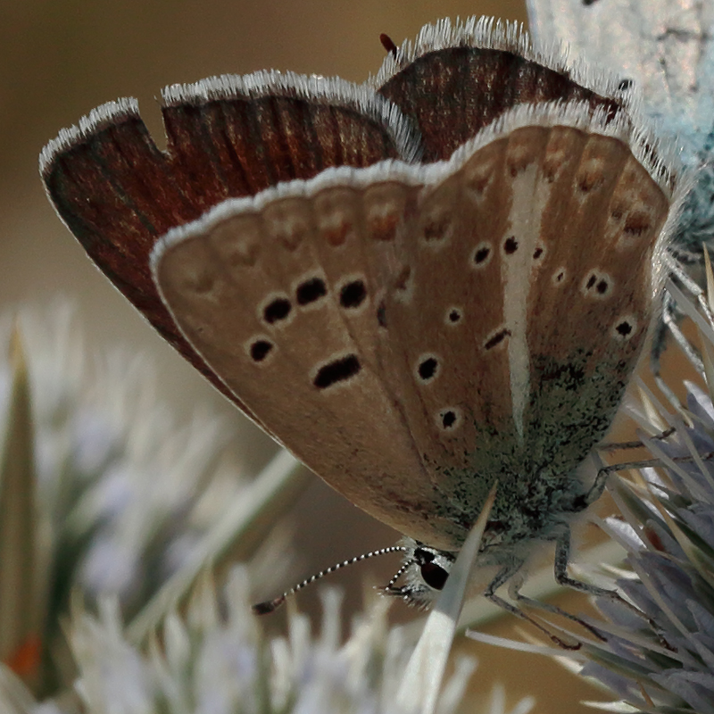 Polyommatus phigenia