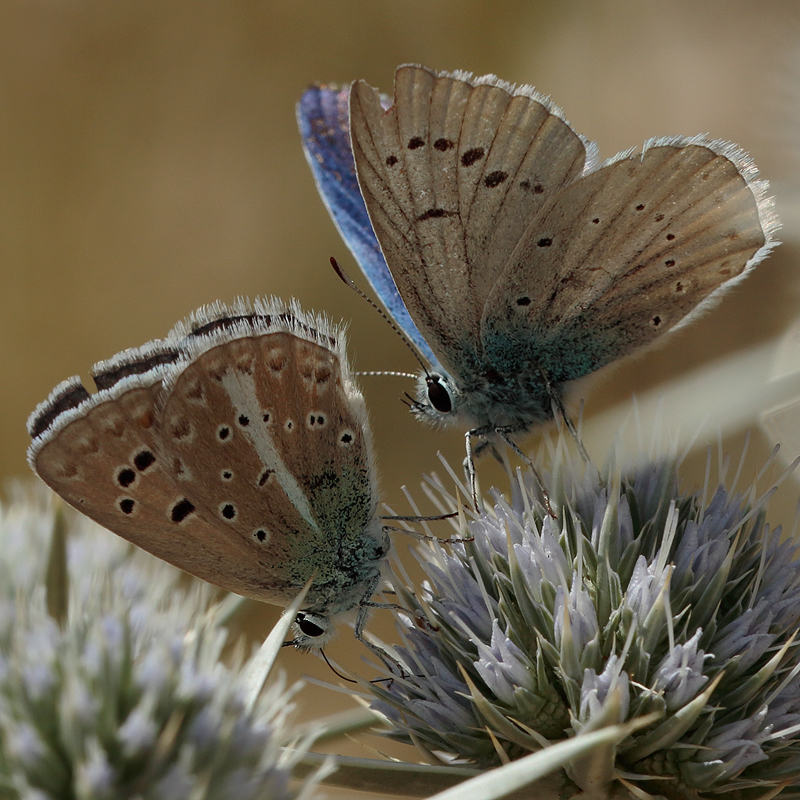 Polyommatus iphigenia