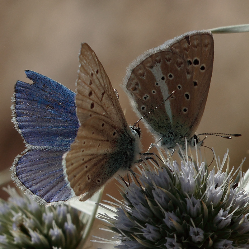 Polyommatus iphigenia