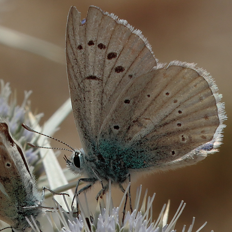 Polyommatus haigi