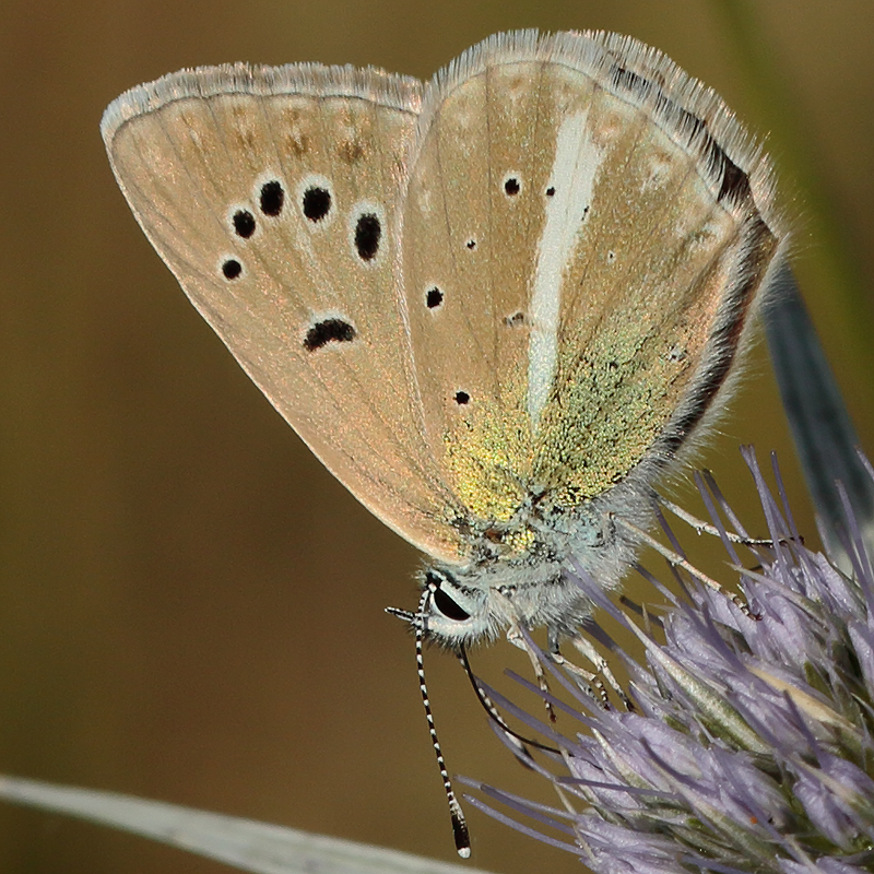 Polyommatus vanensis