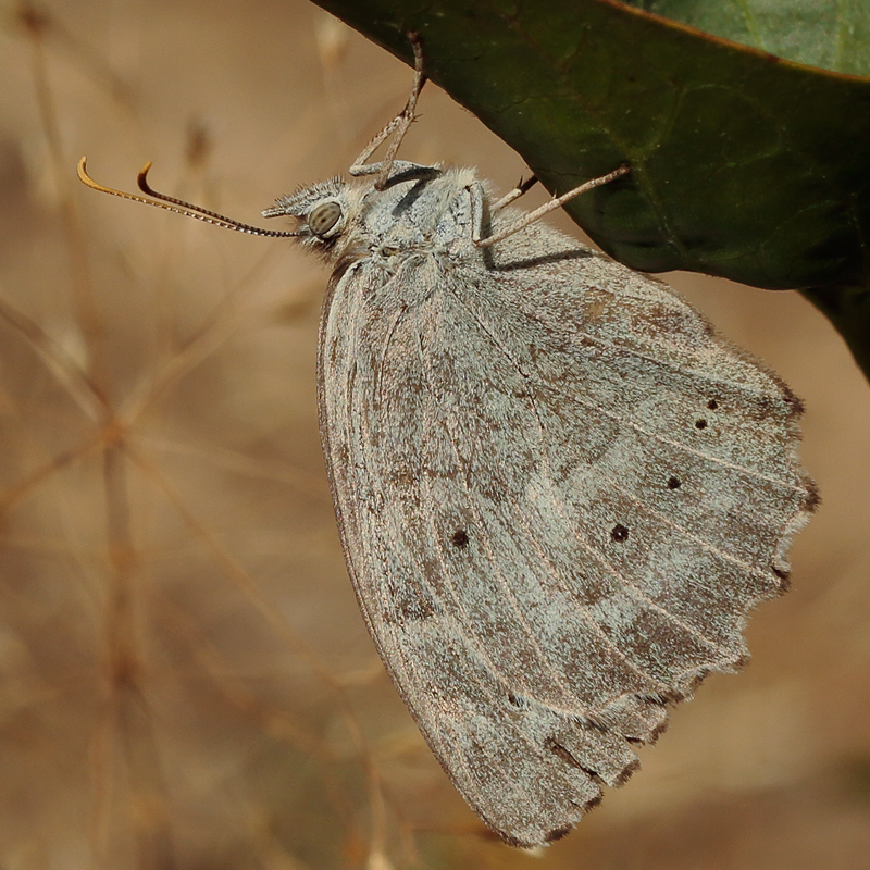 Kirinia climene