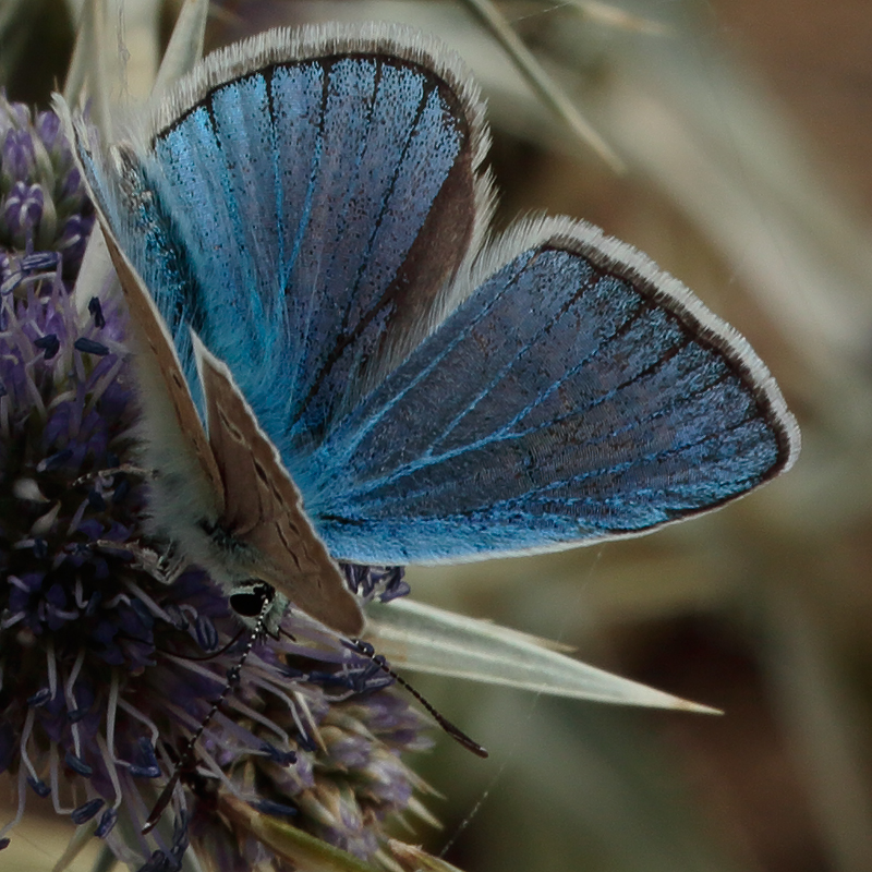 Polyommatus turcicolus