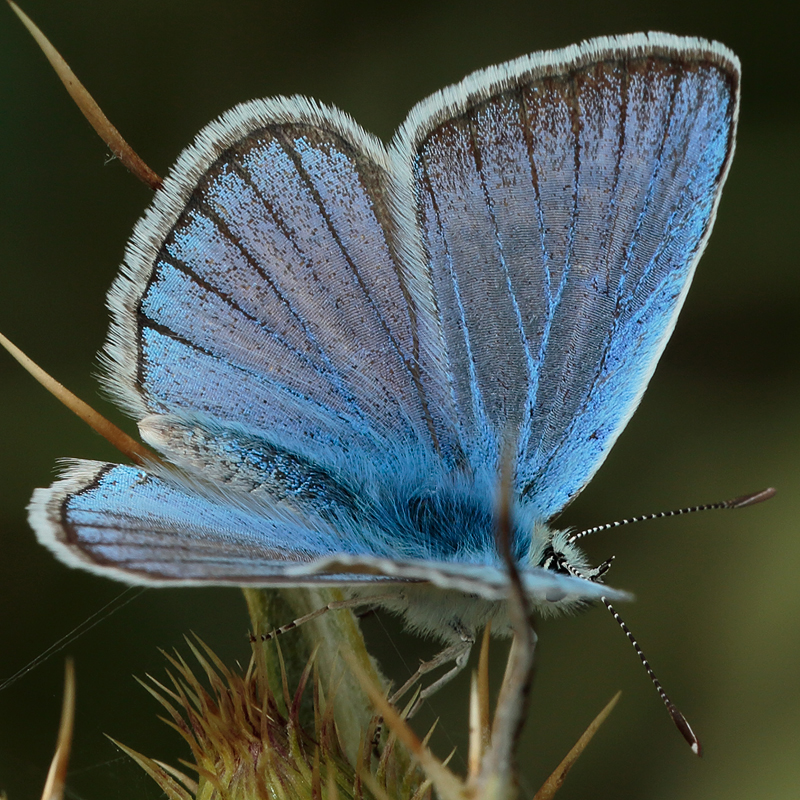 Polyommatus pierceae