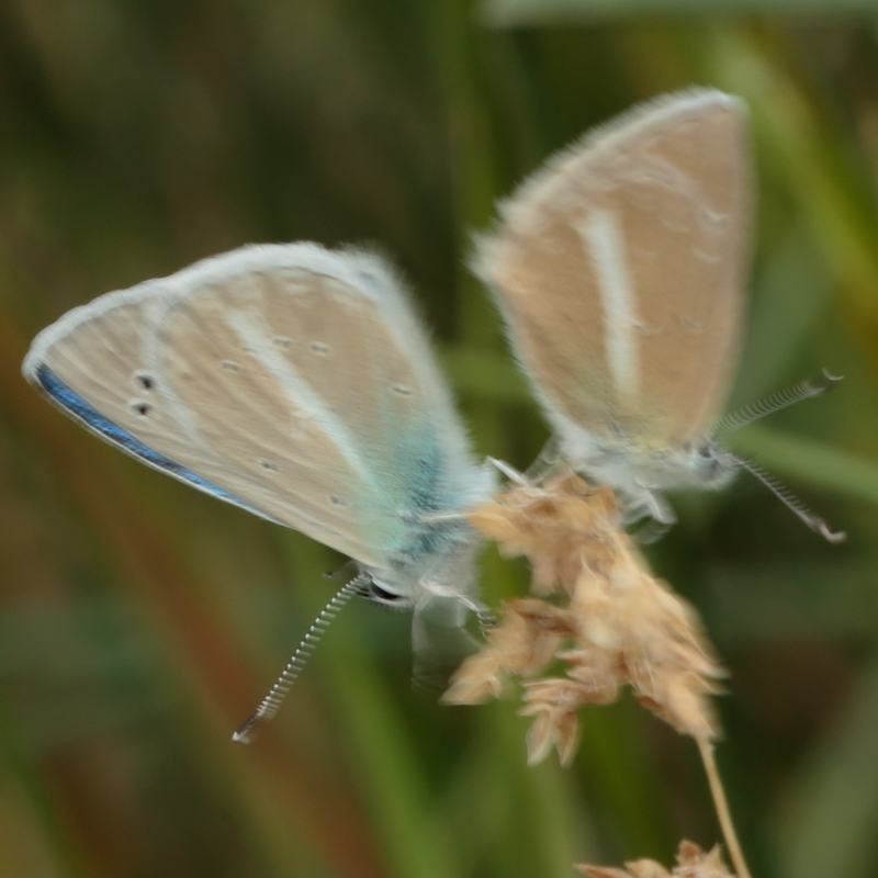 Polyommatus pierceae