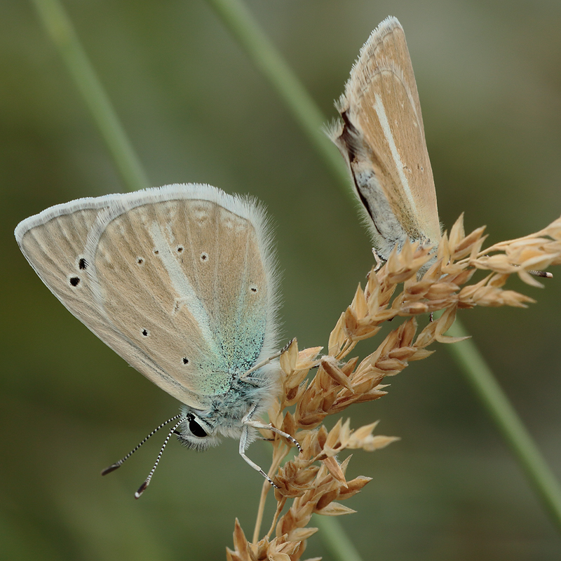 Polyommatus pierceae