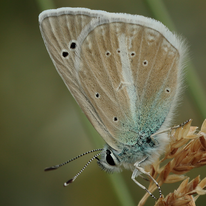 Polyommatus pierceae