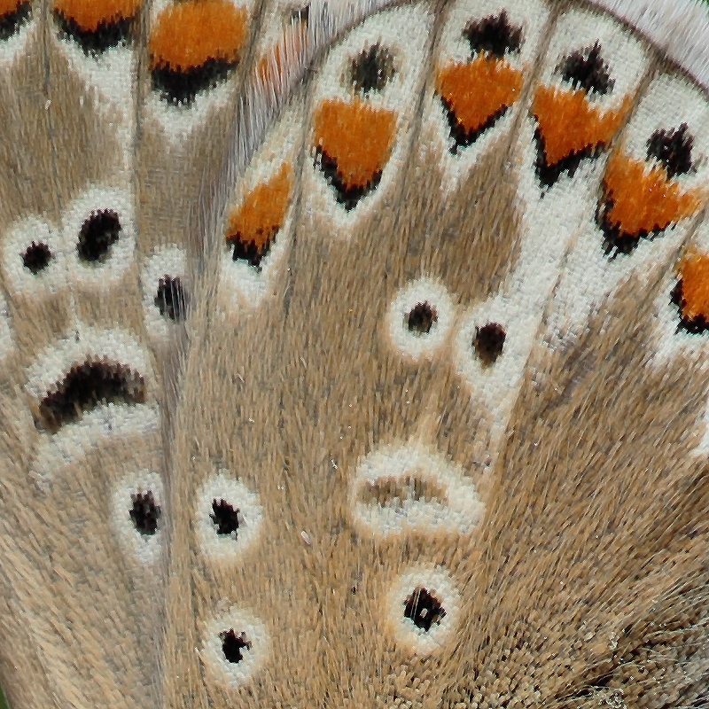 Polyommatus icarus