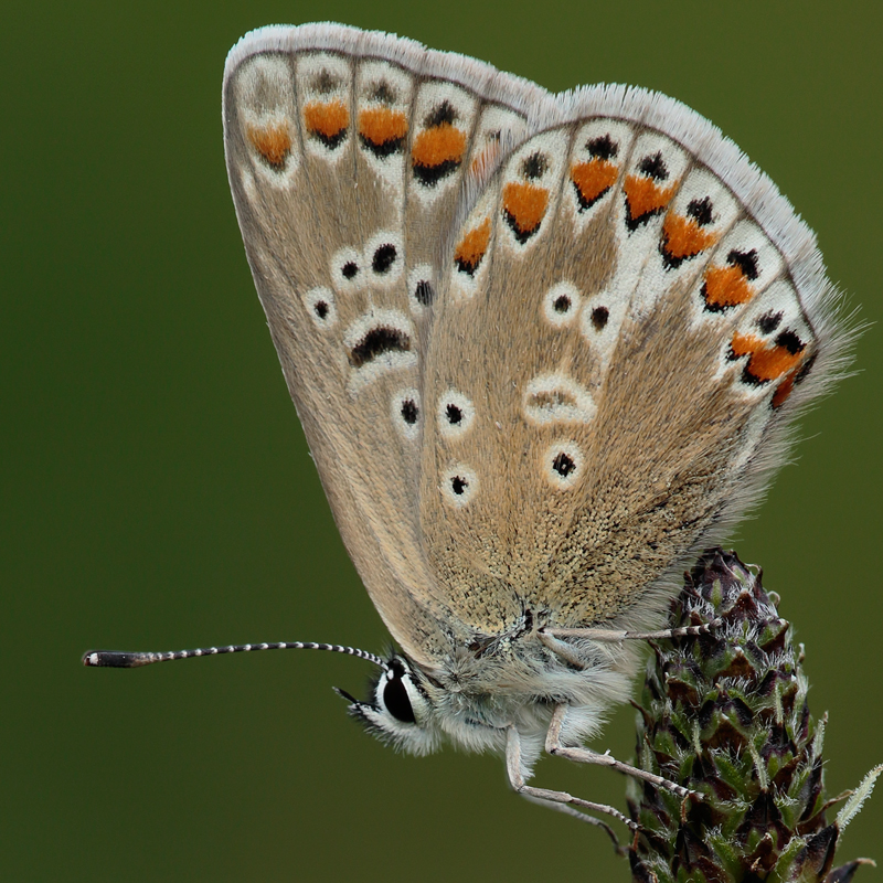 Polyommatus icarus