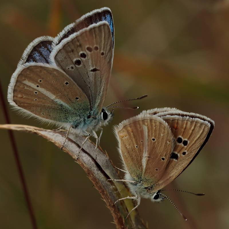 Polyommatus anticarmon