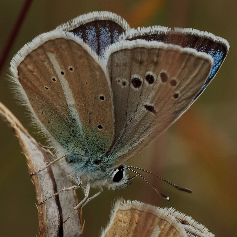 Polyommatus anticarmon