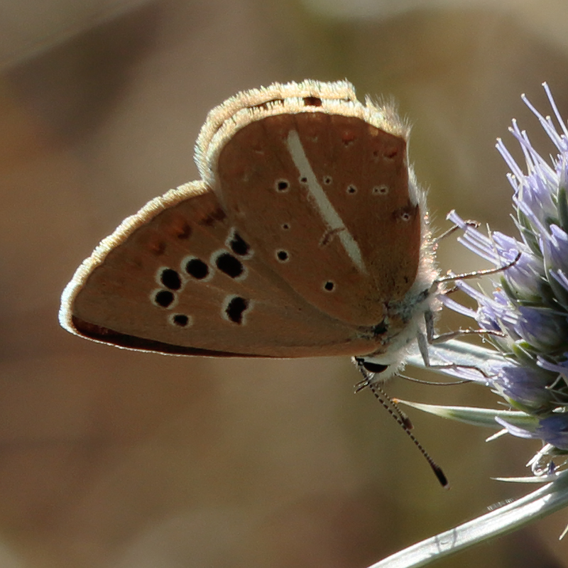 Polyommatus sp