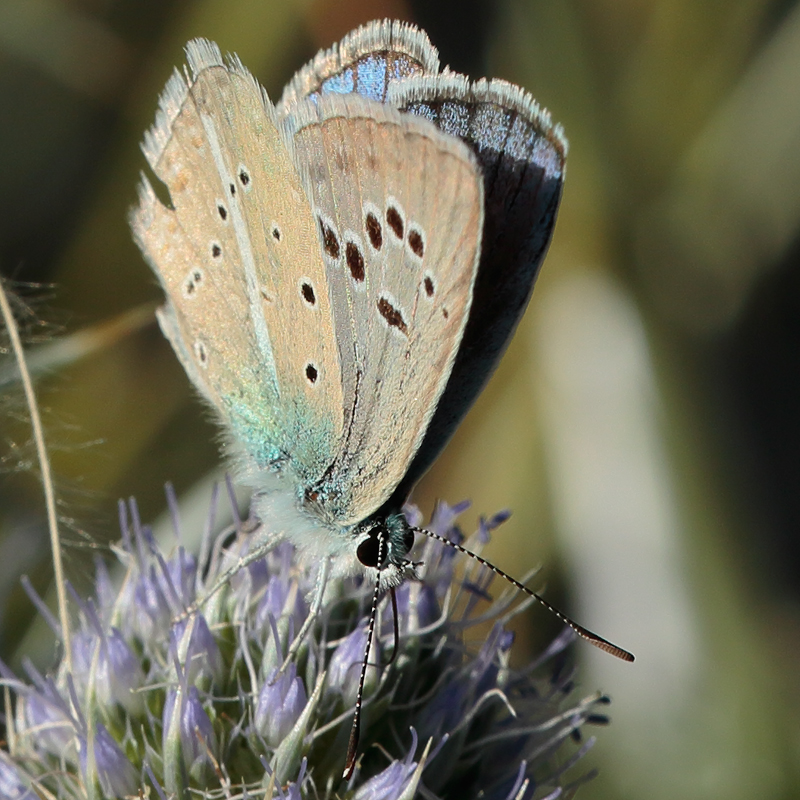 Polyommatus surakovi sekercioglui