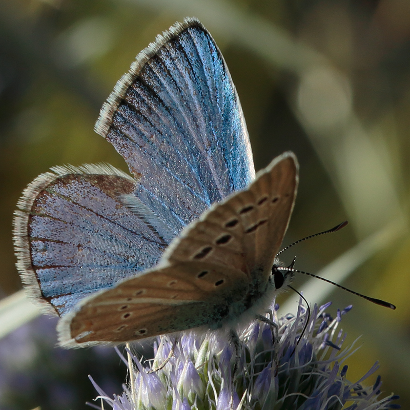 Polyommatus surakovi sekercioglui