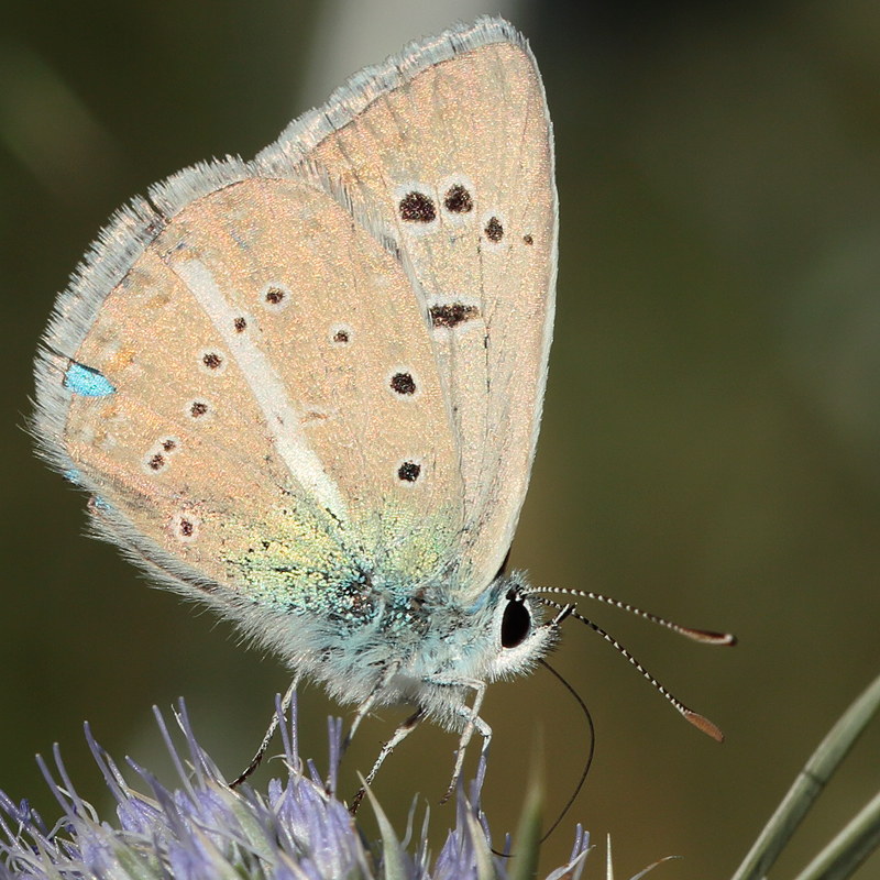 Polyommatus surakovi sekercioglui