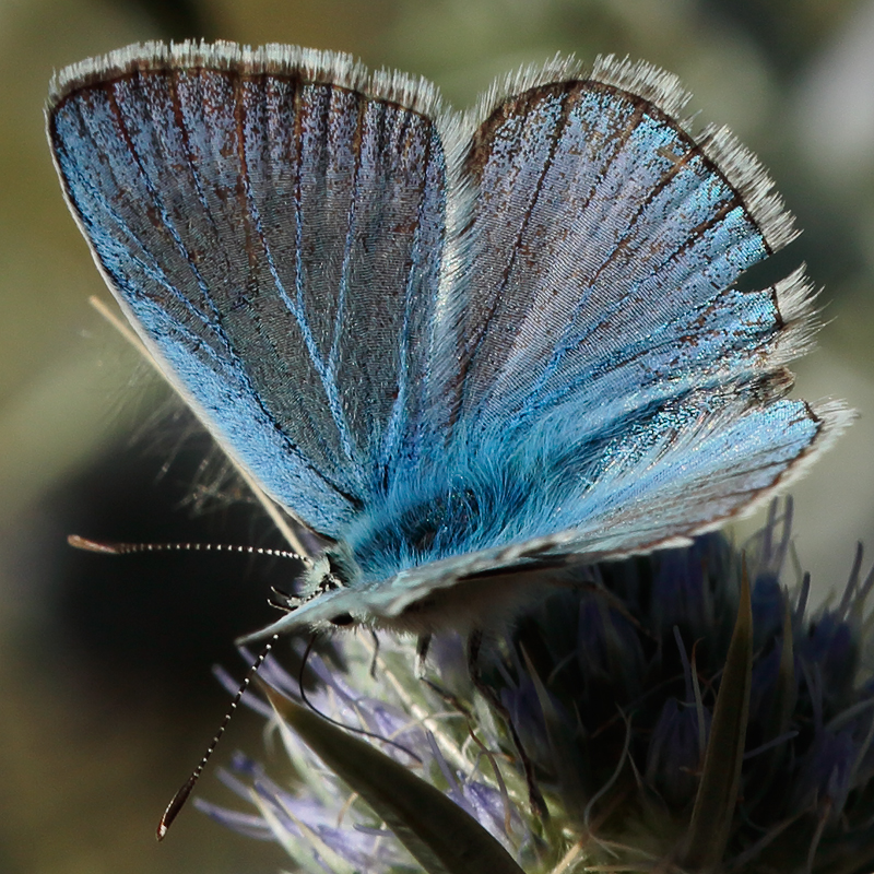 Polyommatus surakovi sekercioglui