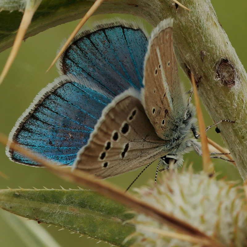 Polyommatus turcicolus