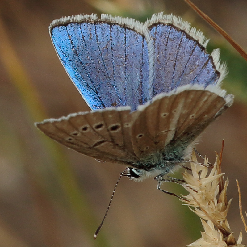 Polyommatus altivagans vaspurakani