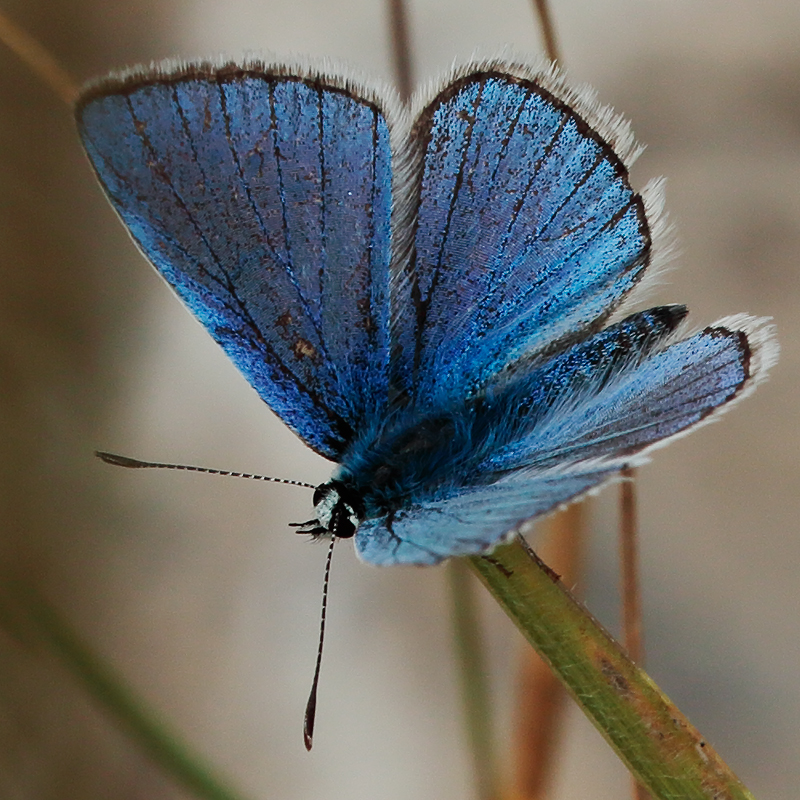 Polyommatus altivagans vaspurakani