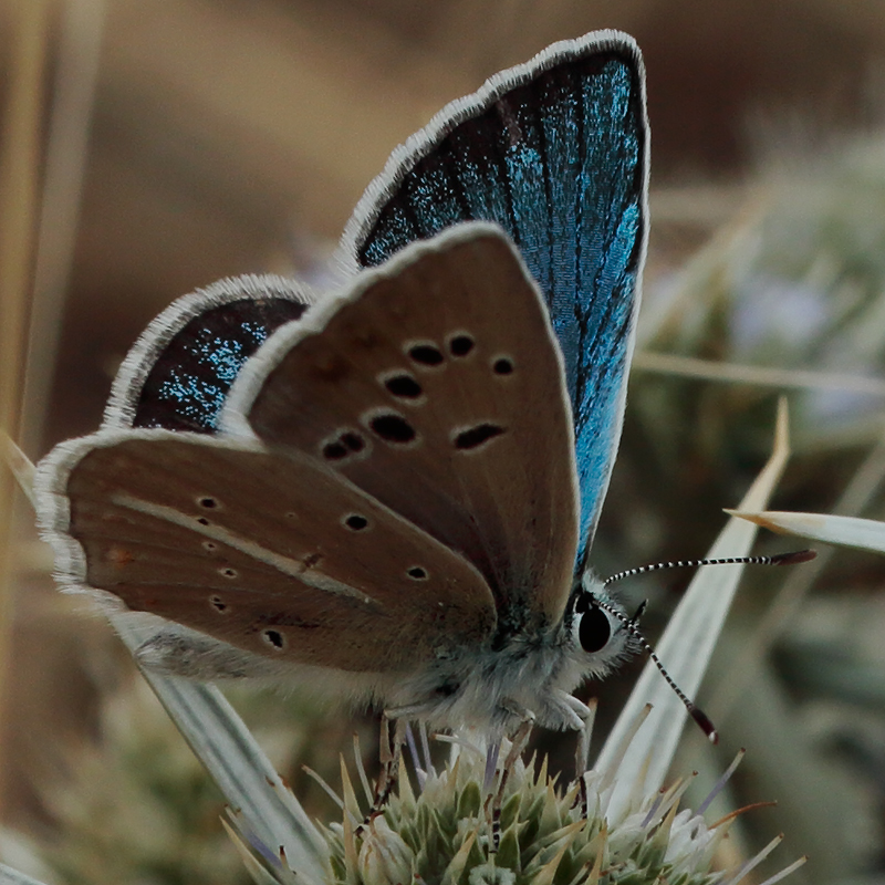 Polyommatus pierceae