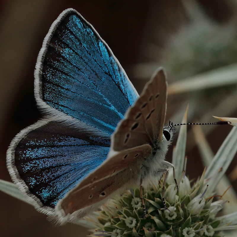 Polyommatus turcicolus