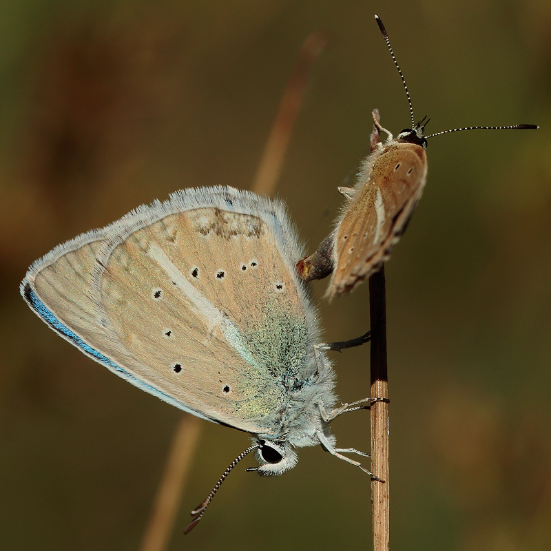 Polyommatus zapvadi