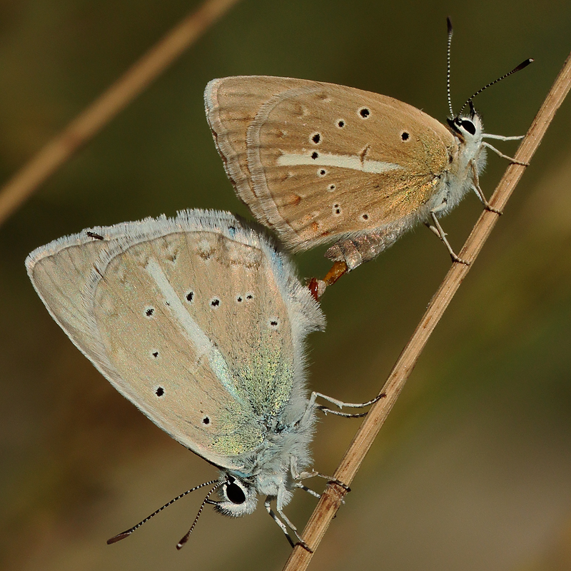 Polyommatus zapvadi