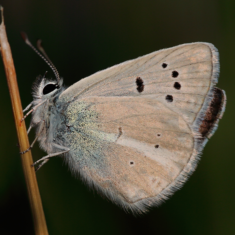 Polyommatus vanensis