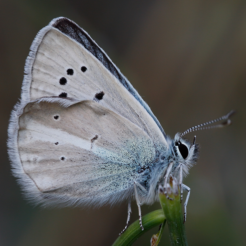 Polyommatus vanensis