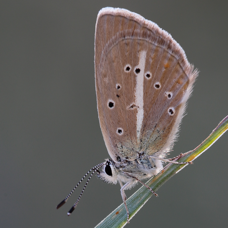 Polyommatus huberti