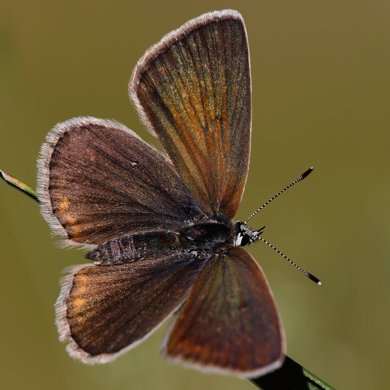 Polyommatus huberti