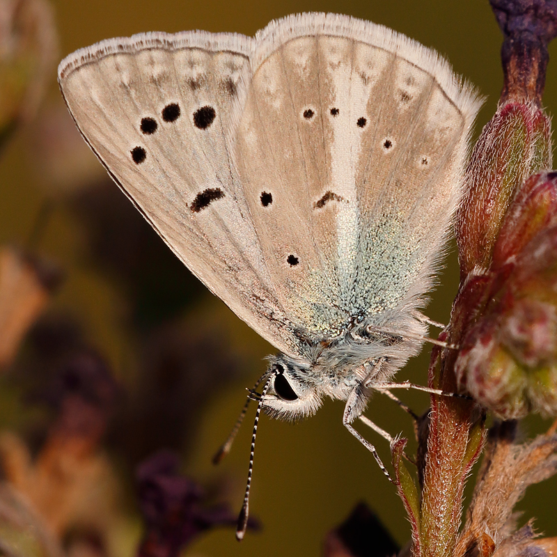 Polyommatus tankeri