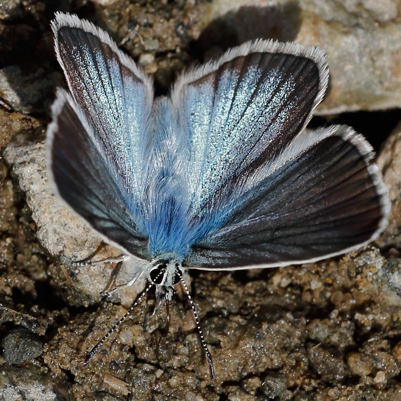 Polyommatus damon (kotshubeji)