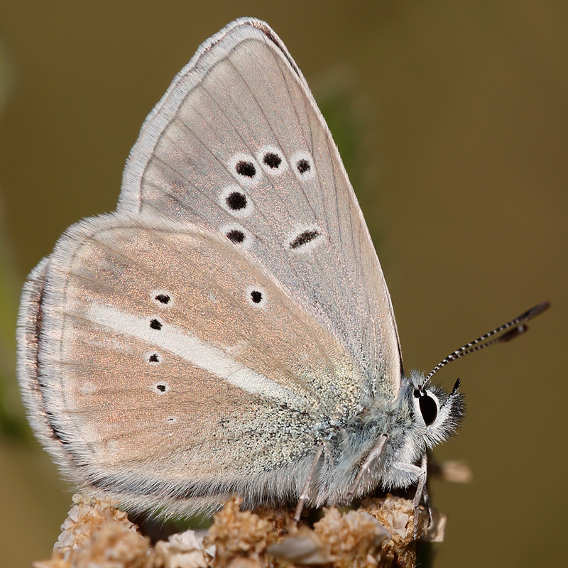 Polyommatus damon (kotshubeji)