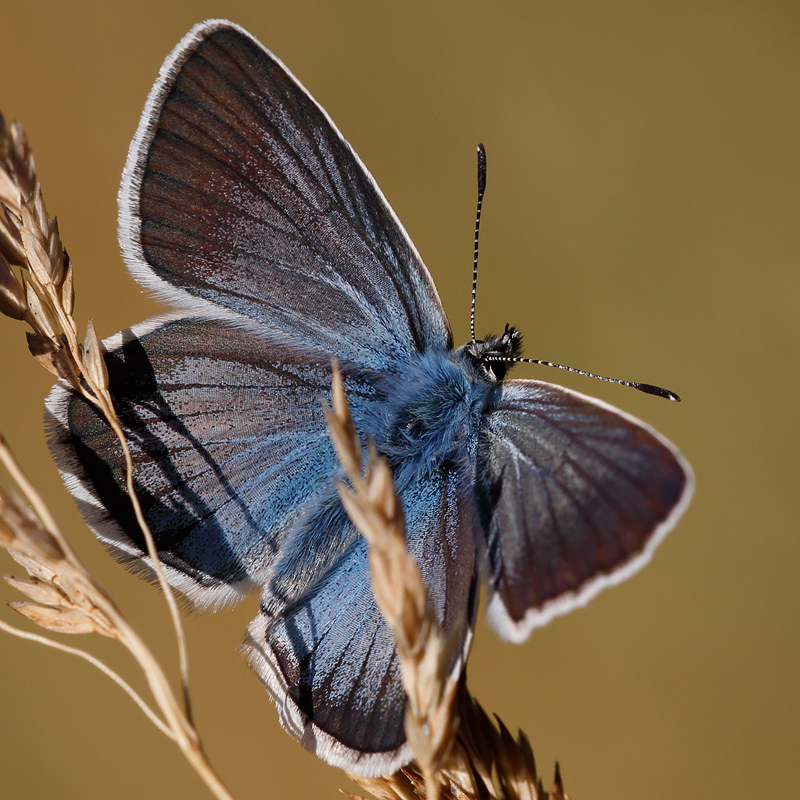 Polyommatus damon (kotshubeji)