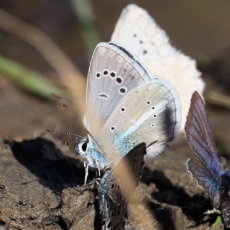 Polyommatus turcicus