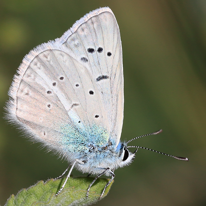 Polyommatus vanensis