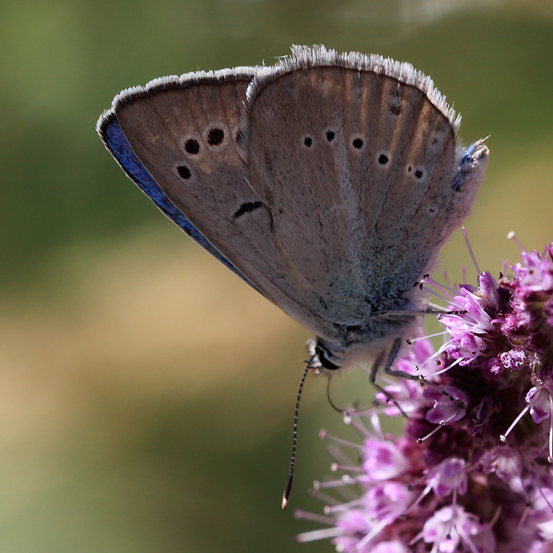 Polyommatus artvinensis