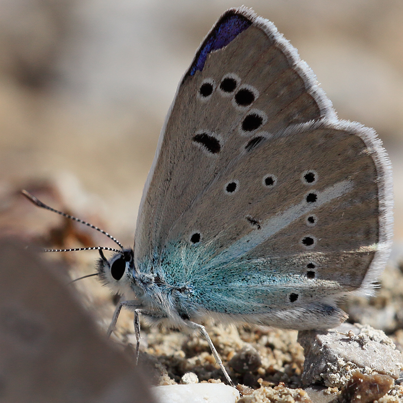 Polyommatus merhaba