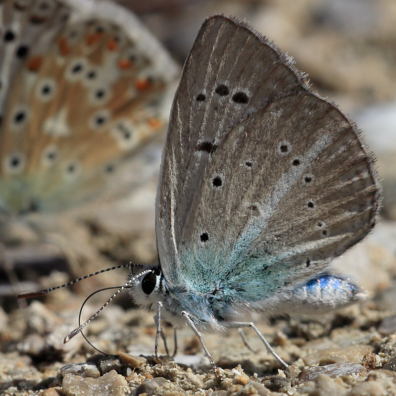 Polyommatus putnami