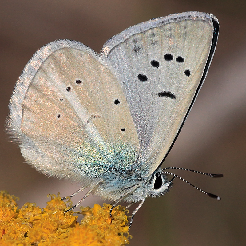 Polyommatus tankeri