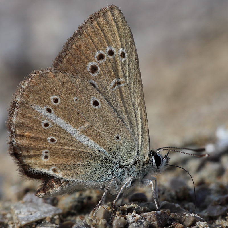 Polyommatus eriwanensis